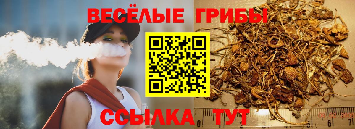Псилоцибиновые грибы Psilocybe Кисловодск